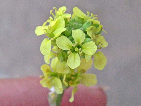 Black Mustard (Brassica nigra)