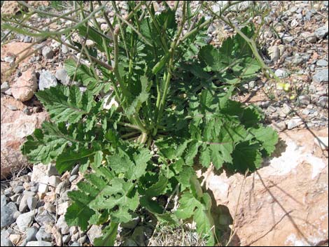 Sahara Mustard (Brassica tournefortii)