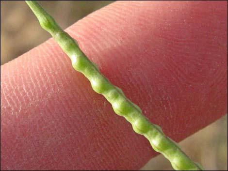 Sahara Mustard (Brassica tournefortii)