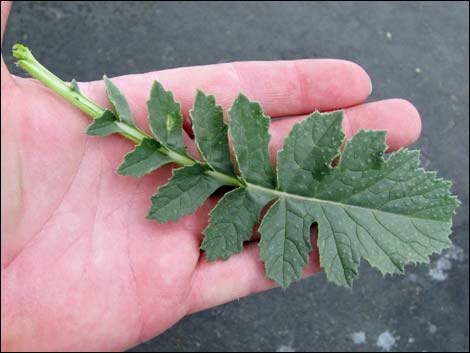 Sahara Mustard (Brassica tournefortii)