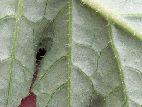 Sahara Mustard (Brassica tournefortii)