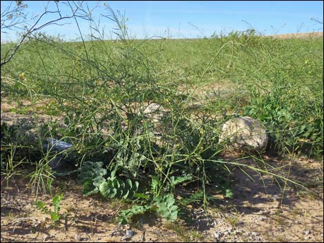 Sahara Mustard (Brassica tournefortii)