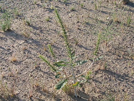 Booth's Evening Primrose (Camissonia boothii)