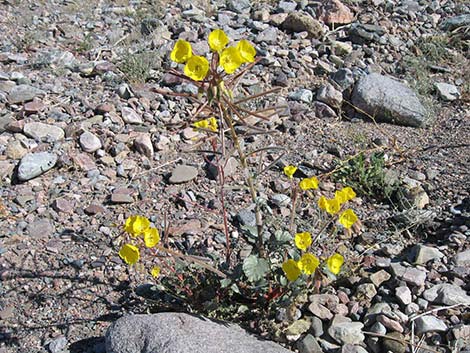 Golden Evening-Primrose (Camissonia brevipes)