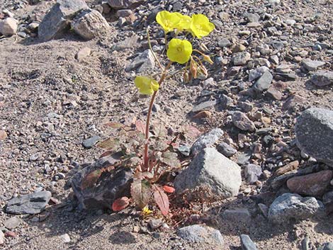 Golden Evening-Primrose (Camissonia brevipes)