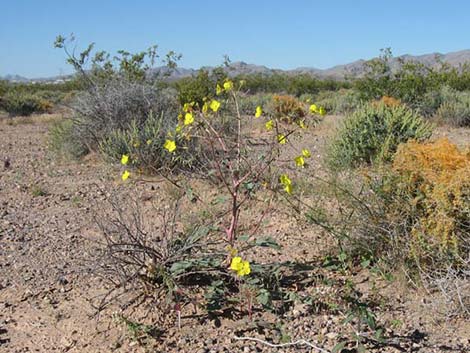 Golden Evening-Primrose (Camissonia brevipes)