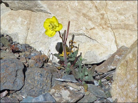 Golden Evening-Primrose (Camissonia brevipes)