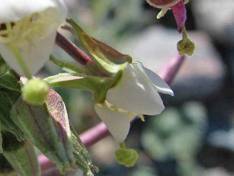 Brown-eyed Evening-Primrose (Camissonia claviformis)