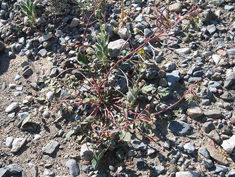 Brown-eyed Evening-Primrose (Camissonia claviformis)