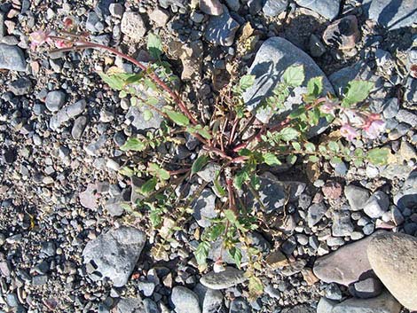 Brown-eyed Evening-Primrose (Camissonia claviformis)