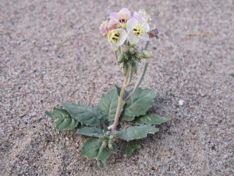 Brown-eyed Evening-Primrose (Camissonia claviformis)