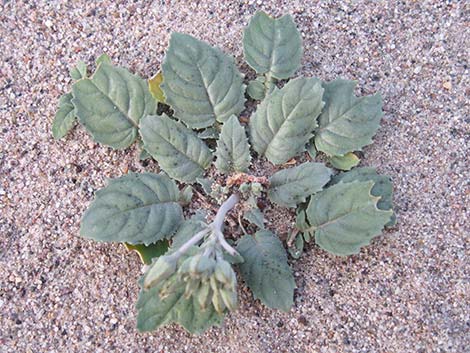 Brown-eyed Evening-Primrose (Camissonia claviformis)