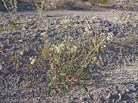 Brown-eyed Evening-Primrose (Chylismia claviformis)