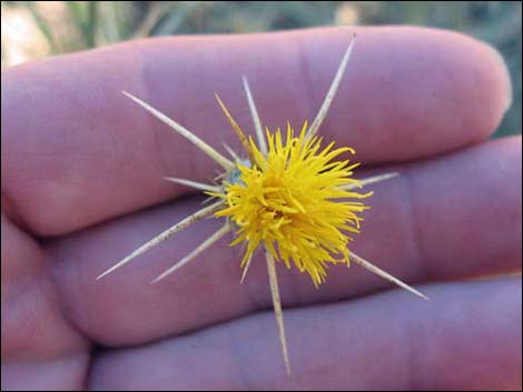 Yellow Star thistle (Centaurea solstitialis)