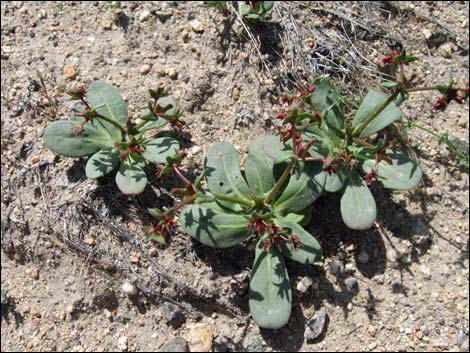 Red Triangles (Centrostegia thurberi)