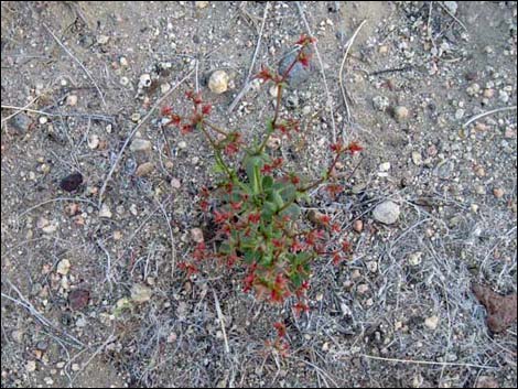 Red Triangles (Centrostegia thurberi)