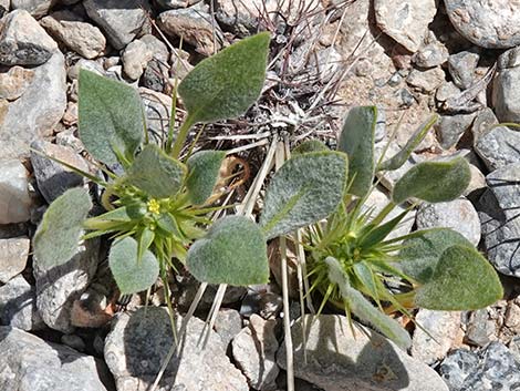 Devil's Spineflower (Chorizanthe rigida)