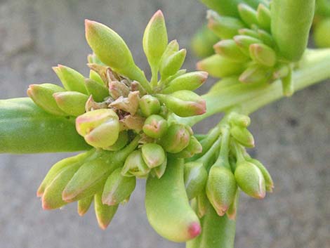 Dead Man's Fingers (Cistanthe ambigua)