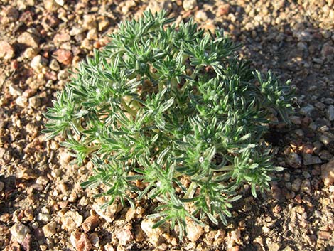 Cushion Cryptantha (Cryptantha circumscissa)