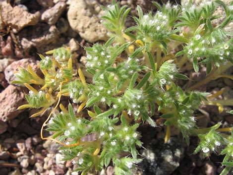 Cushion Cryptantha (Cryptantha circumscissa)