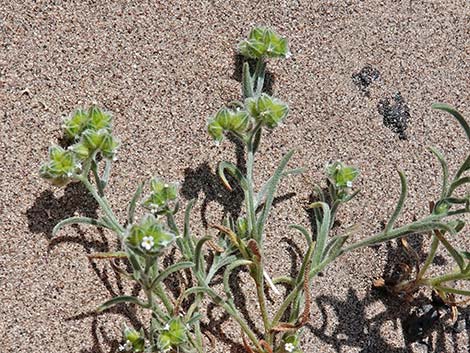 Wingnut Cryptantha (Cryptantha pterocarya)