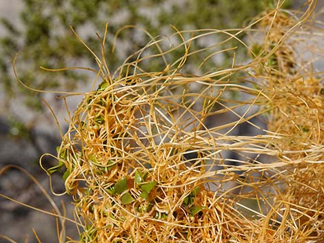 Desert Dodder (Cuscuta denticulata)