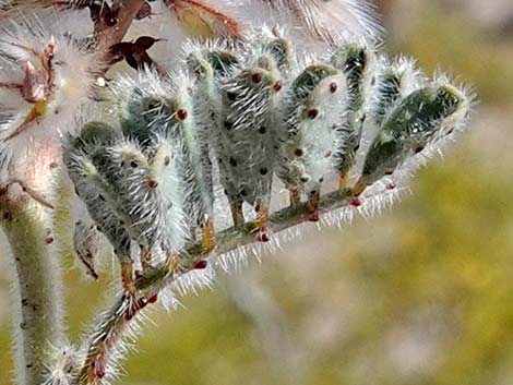 Soft Prairie Clover (Dalea mollissima)