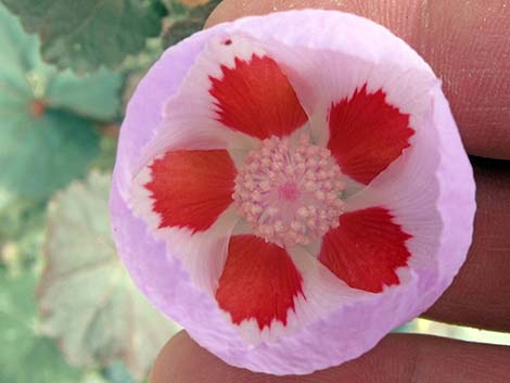 Desert Fivespot (Eremalche rotundifolia)