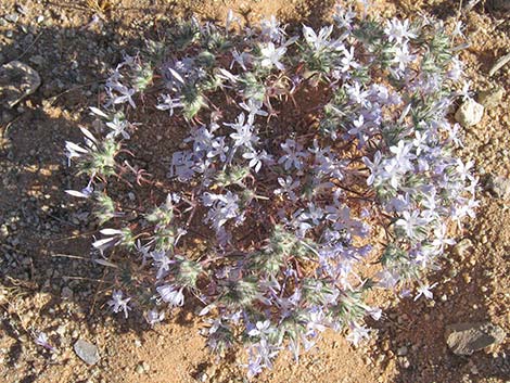 Desert Woollystar (Eriastrum eremicum)