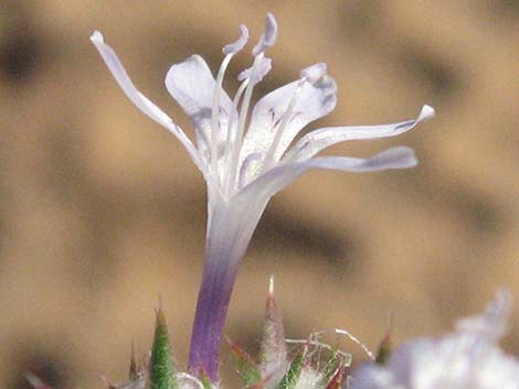 Desert Woollystar (Eriastrum eremicum)