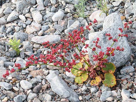 Annual Buckwheats (Eriogonum sp.)