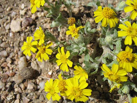 Woolly Easterbonnets (Antheropeas wallacei)