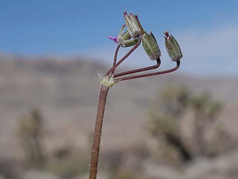 Redstem Stork's Bill (Erodium cicutarium)