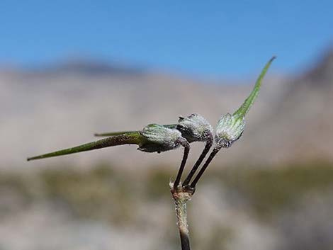 Redstem Stork's Bill (Erodium cicutarium)