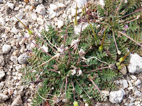 Redstem Stork's Bill (Erodium cicutarium)