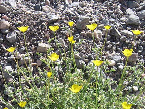 Desert Poppy (Eschscholzia glyptosperma)