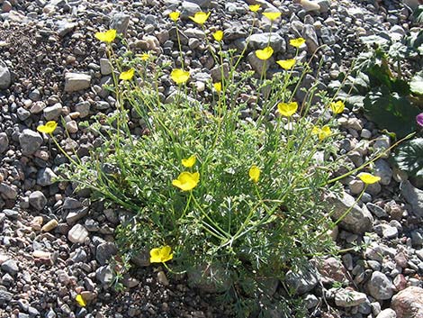 Desert Poppy (Eschscholzia glyptosperma)