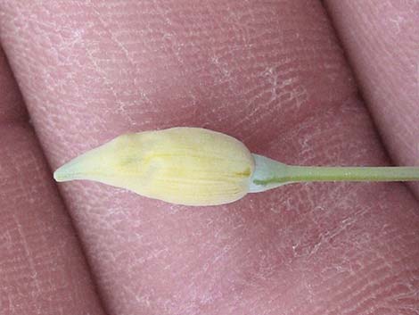 Desert Poppy (Eschscholzia glyptosperma)