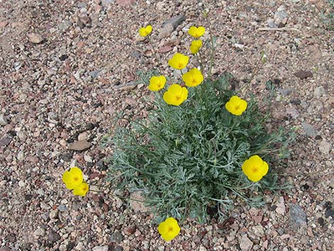 Desert Poppy (Eschscholzia glyptosperma)