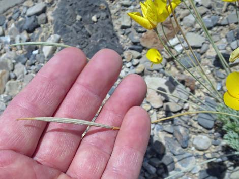 Desert Poppy (Eschscholzia glyptosperma)