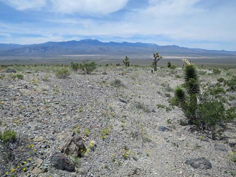 Desert Poppy (Eschscholzia glyptosperma)