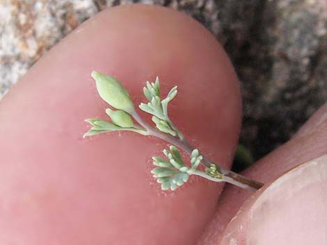 Pygmy Poppy (Eschscholzia minutiflora)