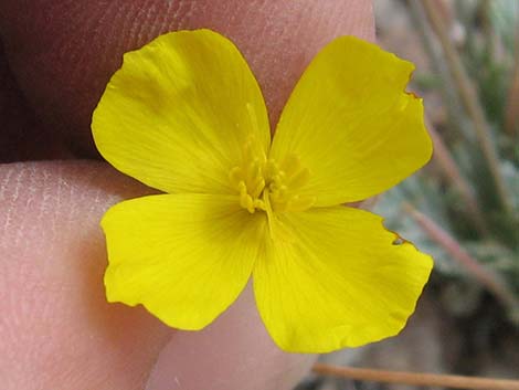 Pygmy Poppy (Eschscholzia minutiflora)