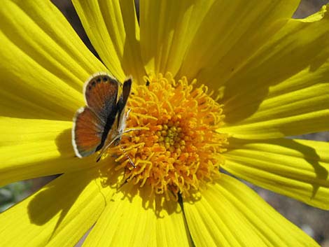 Desert Gold (Geraea canescens)