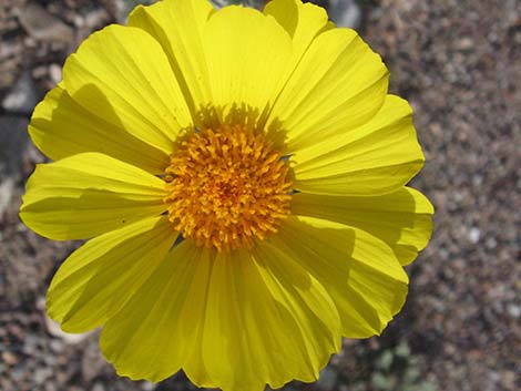 Desert Gold (Geraea canescens)