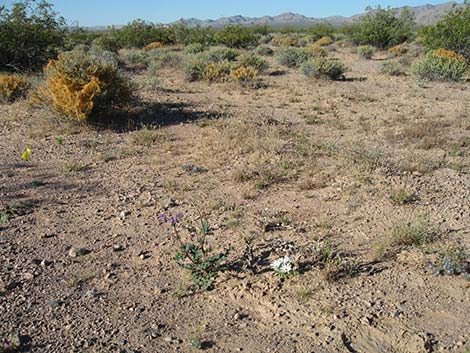 Holy Dandelion (Glyptopleura setulosa)