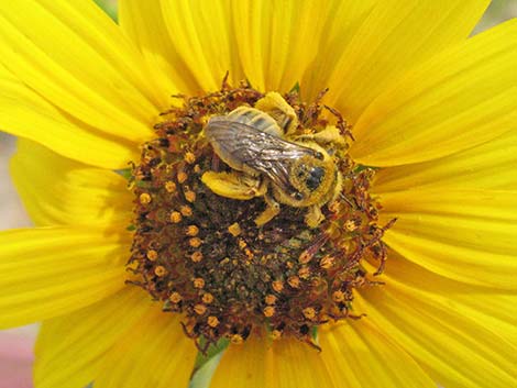 Common Sunflower (Helianthus annuus)