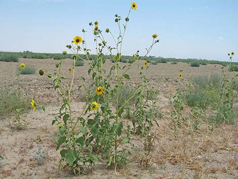 Common Sunflower (Helianthus annuus)