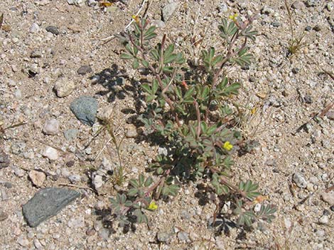 Strigose Bird's-foot Trefoil (Lotus strigosus)