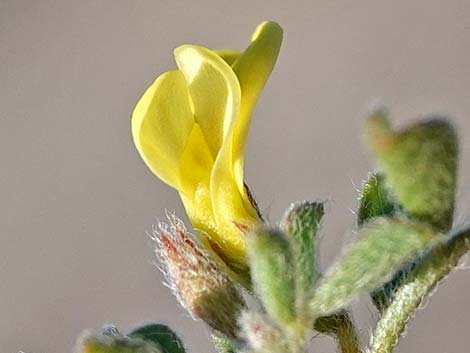 Strigose Bird's-foot Trefoil (Lotus strigosus)